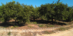 Återförsäljning - Land - Ondara - Ondara Centro