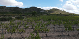 New Build - Villa - Yecla - Yecla Centro