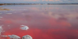 Nybyggnation - Villa - Torrevieja - Lago Jardín II