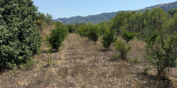 Resale - Land - Vall de Gallinera - Beniali