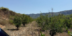Reventa - Land - Vall de Gallinera - Beniali