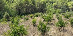 Reventa - Land - Vall de Gallinera - Beniali