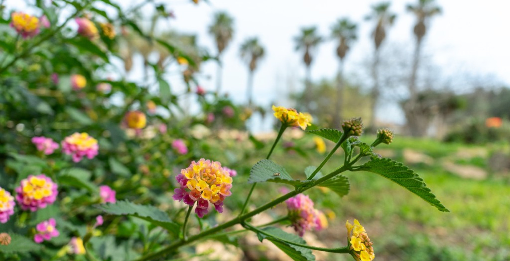 Reventa - Chalet - Los Altos