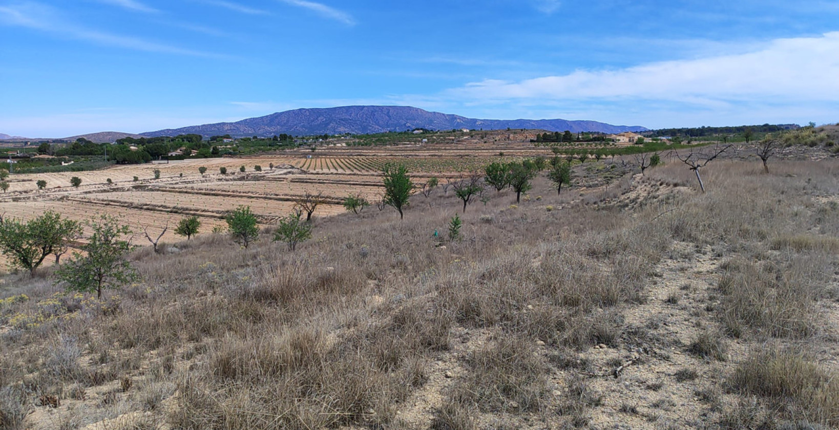 Reventa - Land - Pinoso - Pinoso Centro