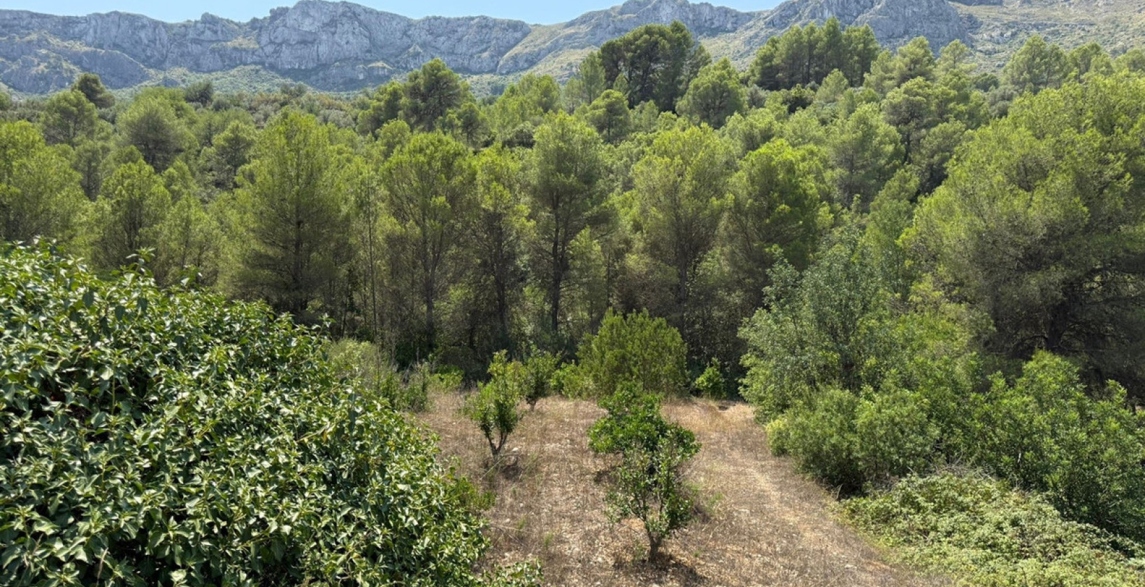Reventa - Land - Vall de Gallinera - Beniali