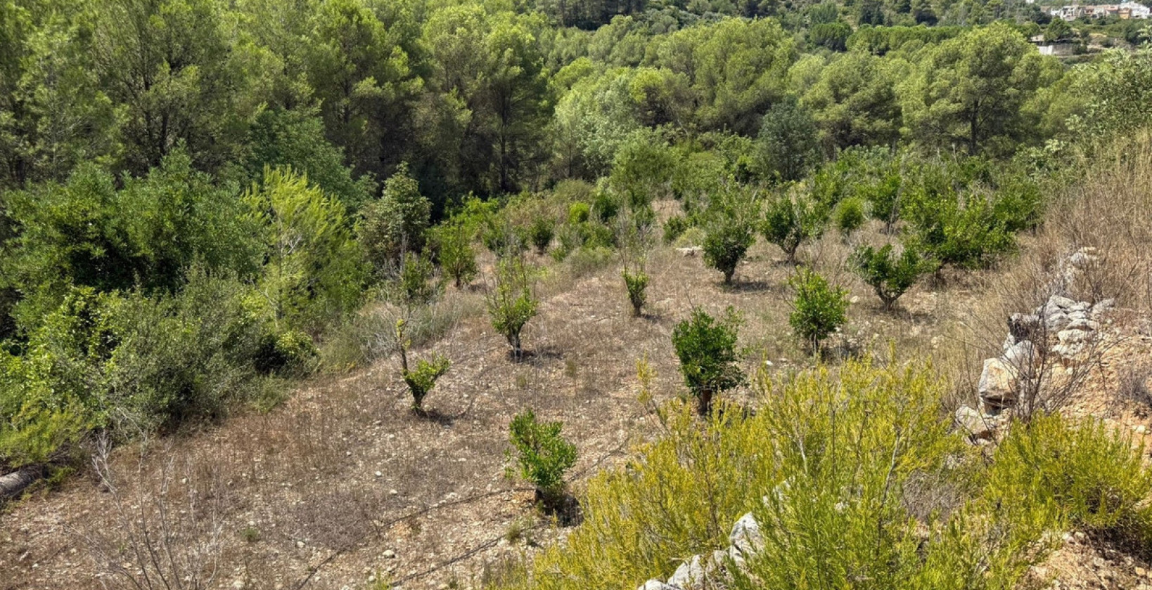 Reventa - Land - Vall de Gallinera - Beniali