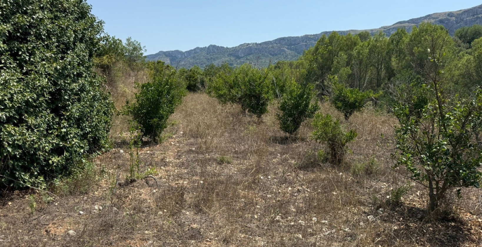 Reventa - Land - Vall de Gallinera - Beniali