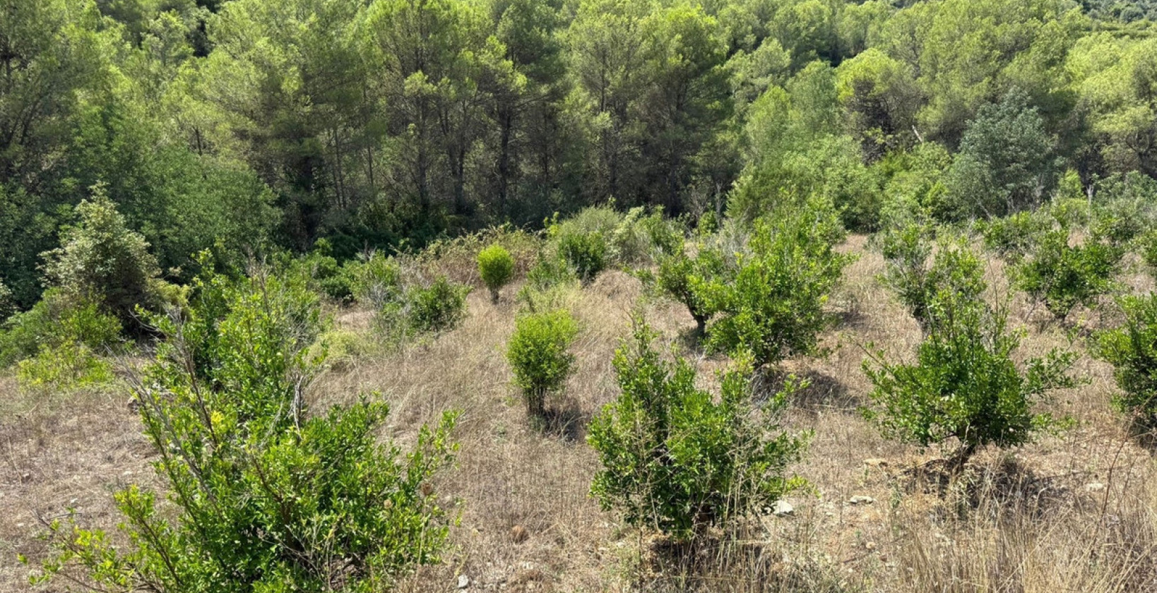 Reventa - Land - Vall de Gallinera - Beniali